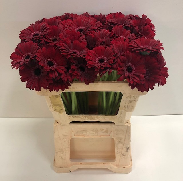 Germini black tie.jpg